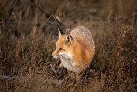 Grass Fox photo