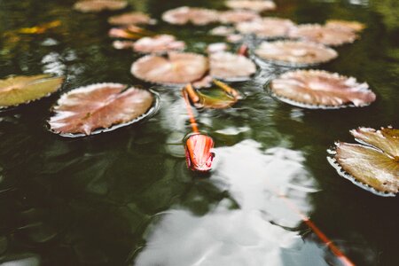 Water Waterlily