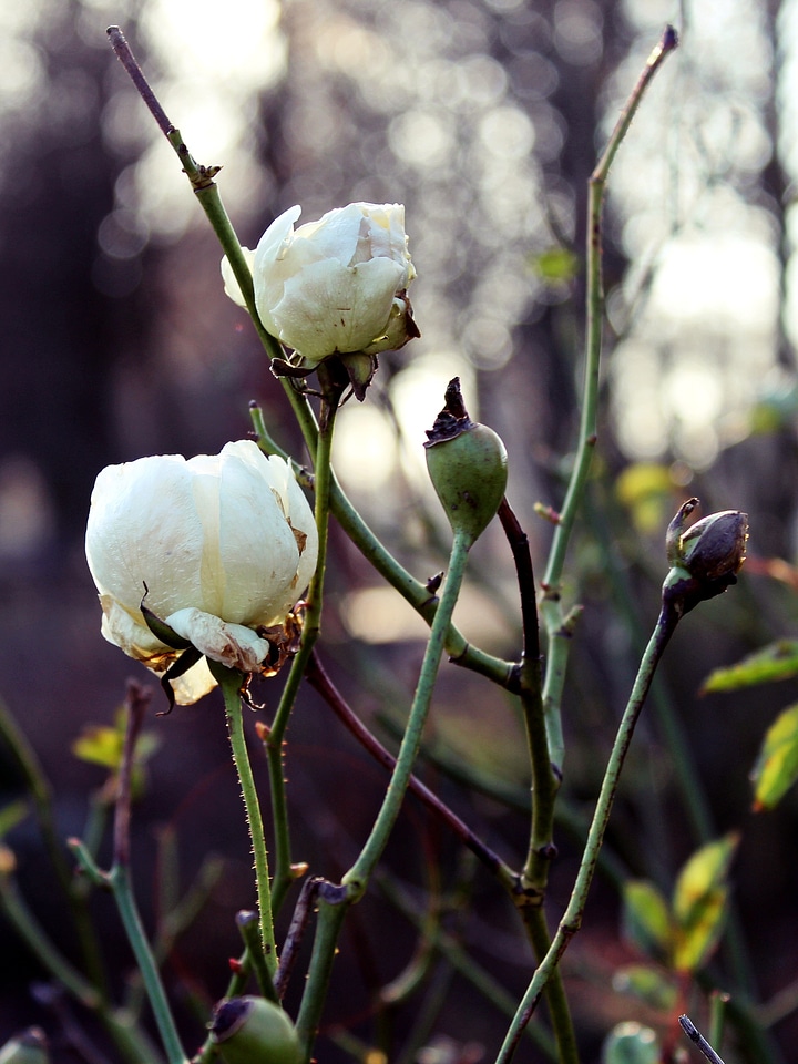 Flower blossom bloom