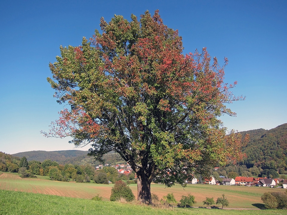 Fall mountains forest photo