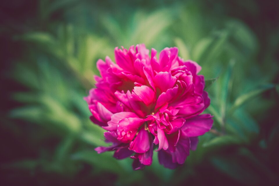 Pink Petal photo