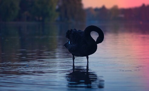 Water Bird photo