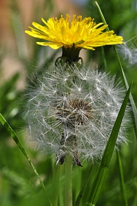 Meadow flowers close up photo