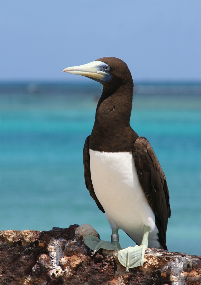 Seabird beak sea