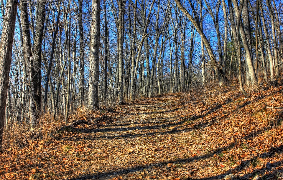 Path tree organic