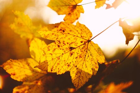 Leaf Autumn photo