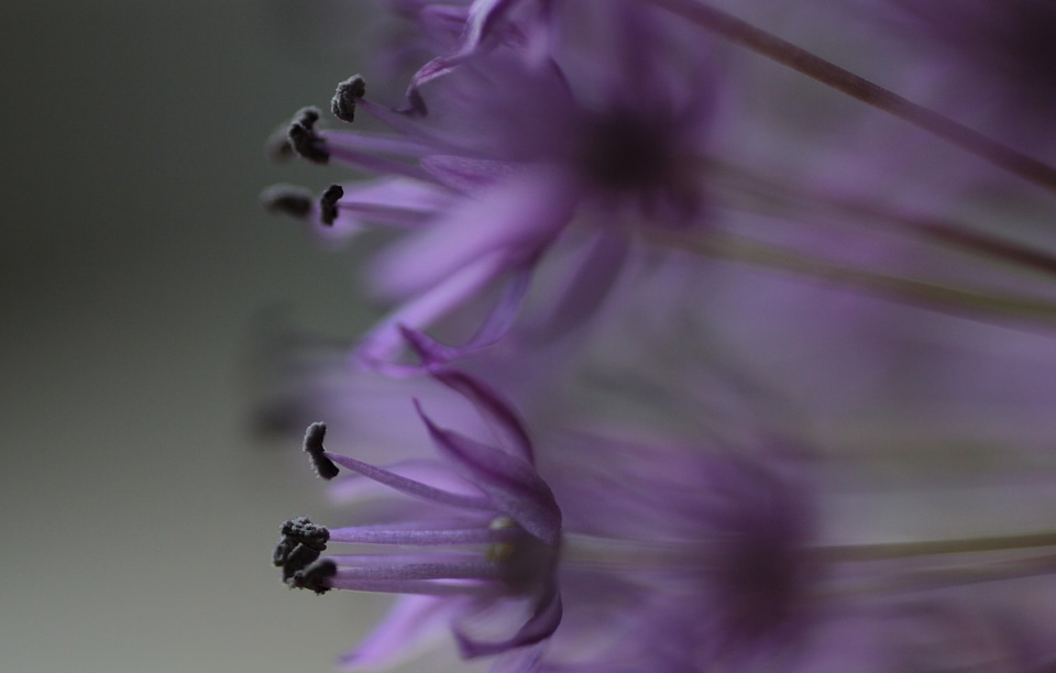 Purple plants perennial