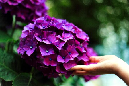 Violet Flower photo
