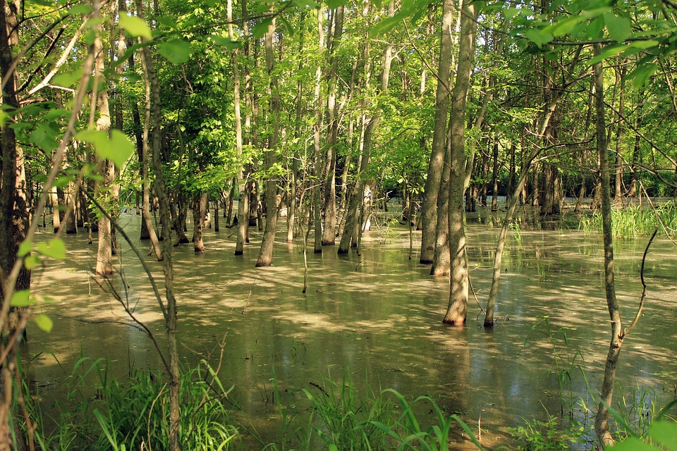 Route 66 state park flooded forest