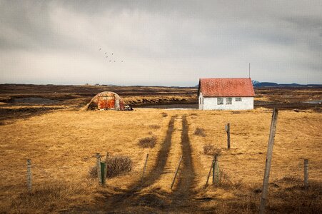 House Grass photo