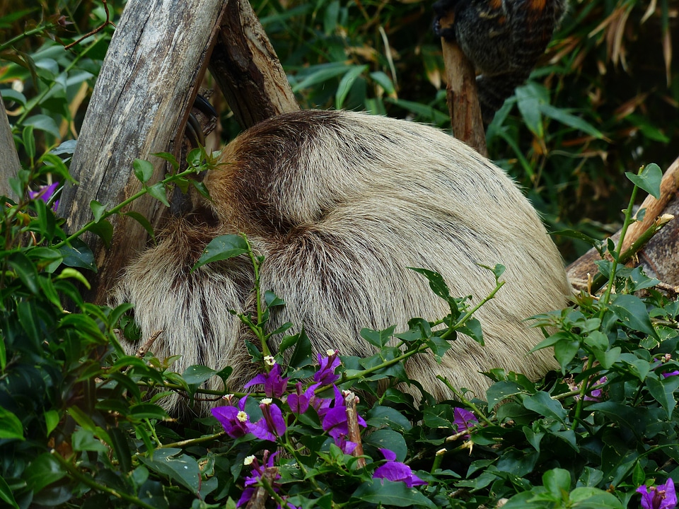 Two-toed sloth choloepus actual two-toed sloth