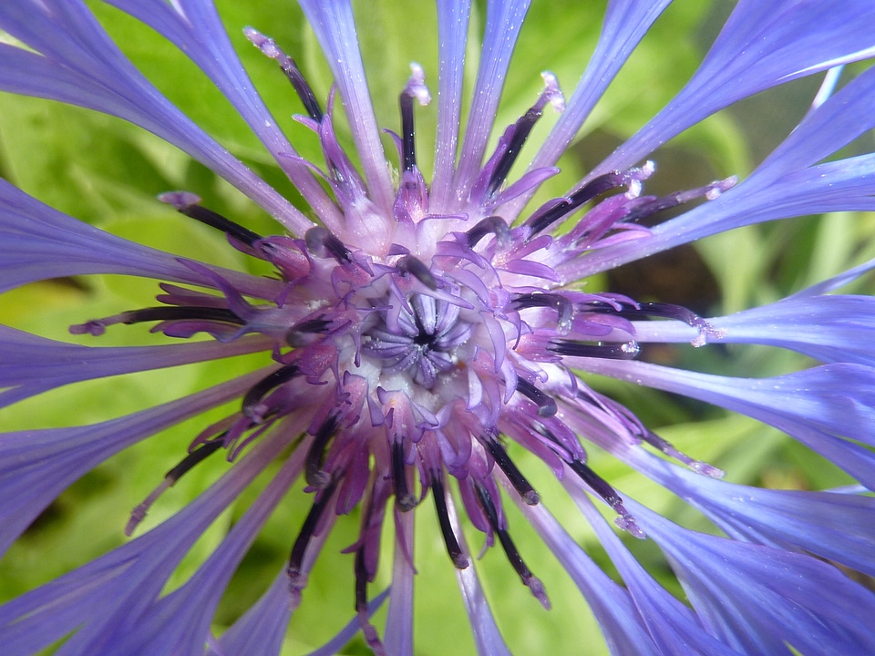 Flower blossom bloom