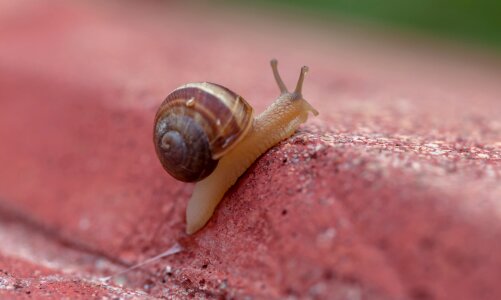 Gastropods Snail photo
