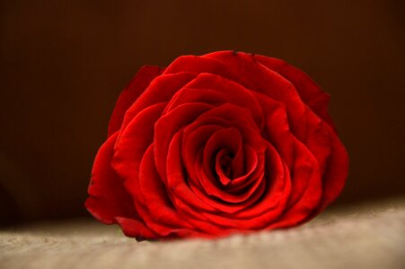 Red Rose