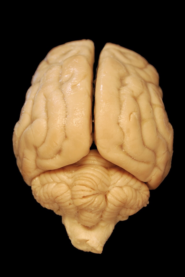 Biology dorsal body