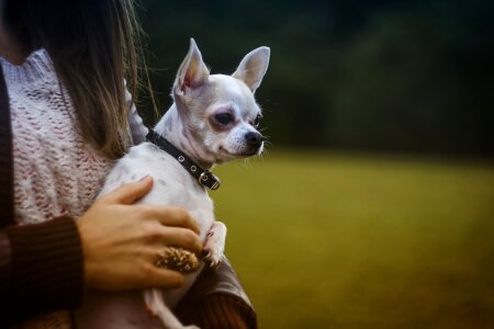 Chihuahua Dog photo
