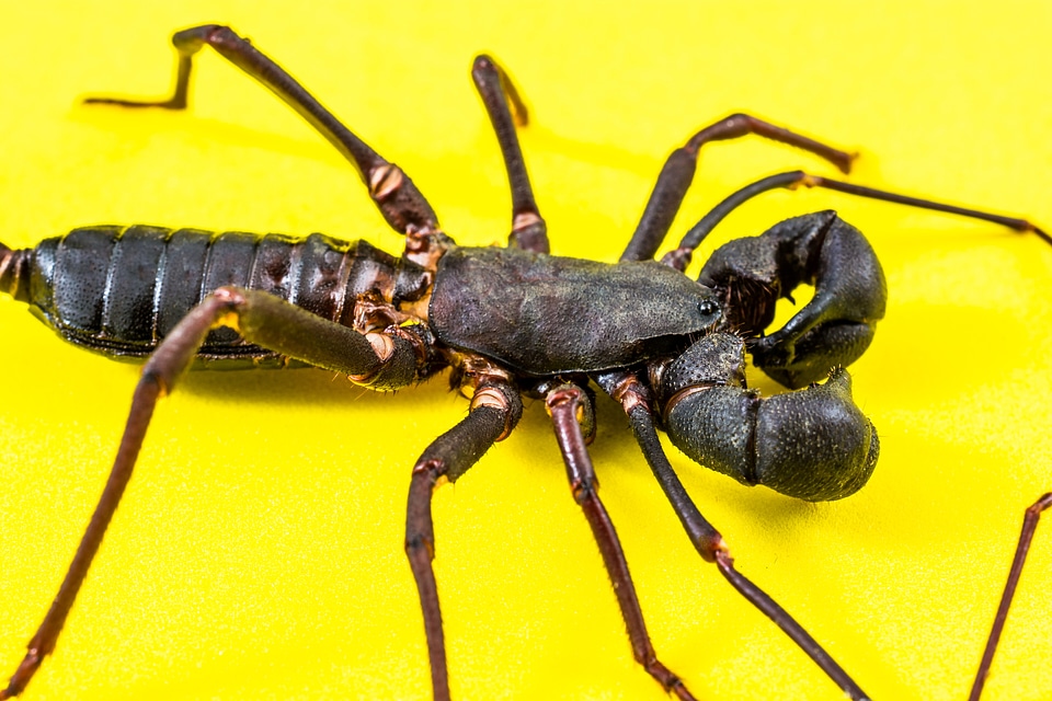 Uropygi insect close up