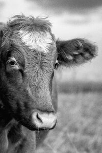 Black & White Portrait of a Cow photo