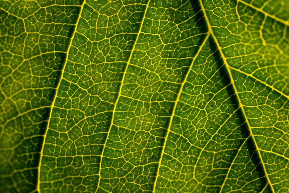 Green Leaf Texture