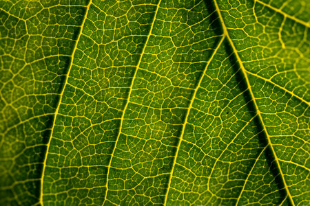 Green Leaf Texture photo