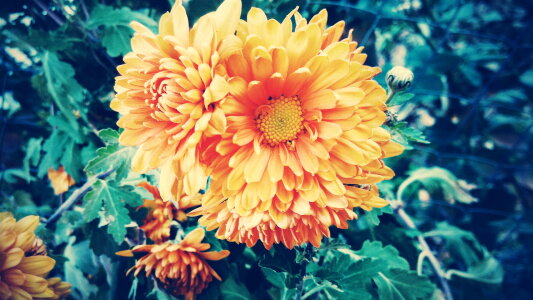 Flower Yellow photo