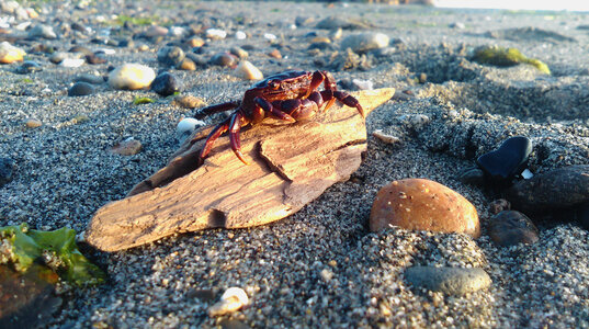 Crab Animal photo