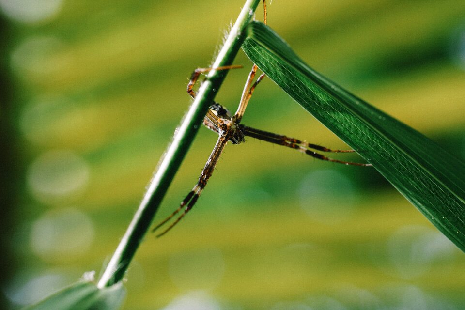 Dragonfly Wing photo