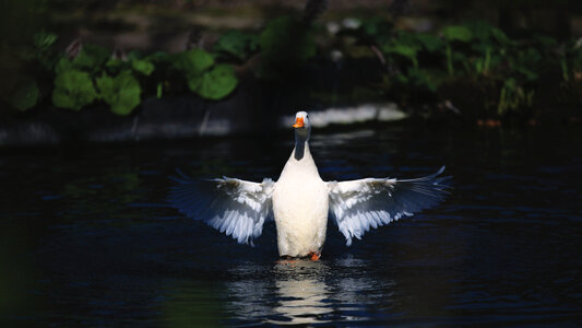 Swan Duck photo