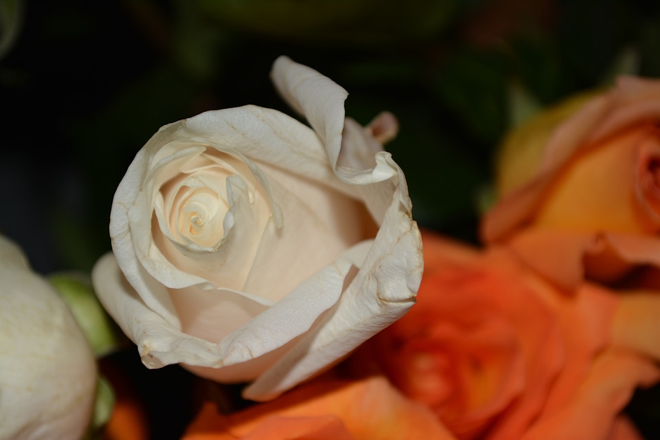 Macro floral plants