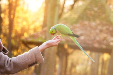 Green Bird photo