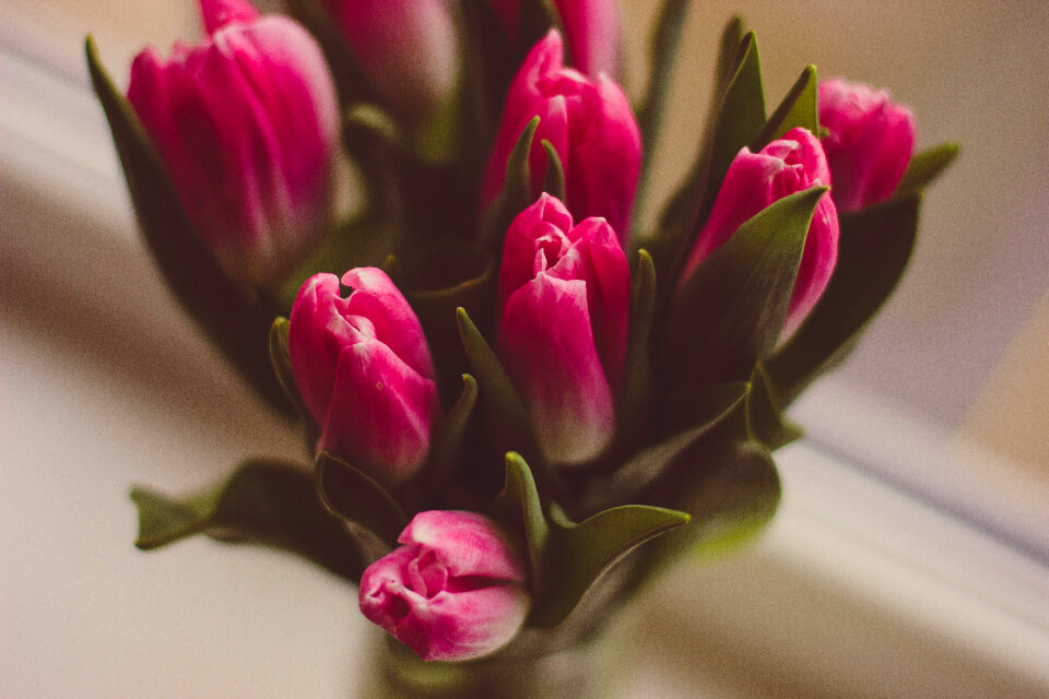 Tulip Pink photo
