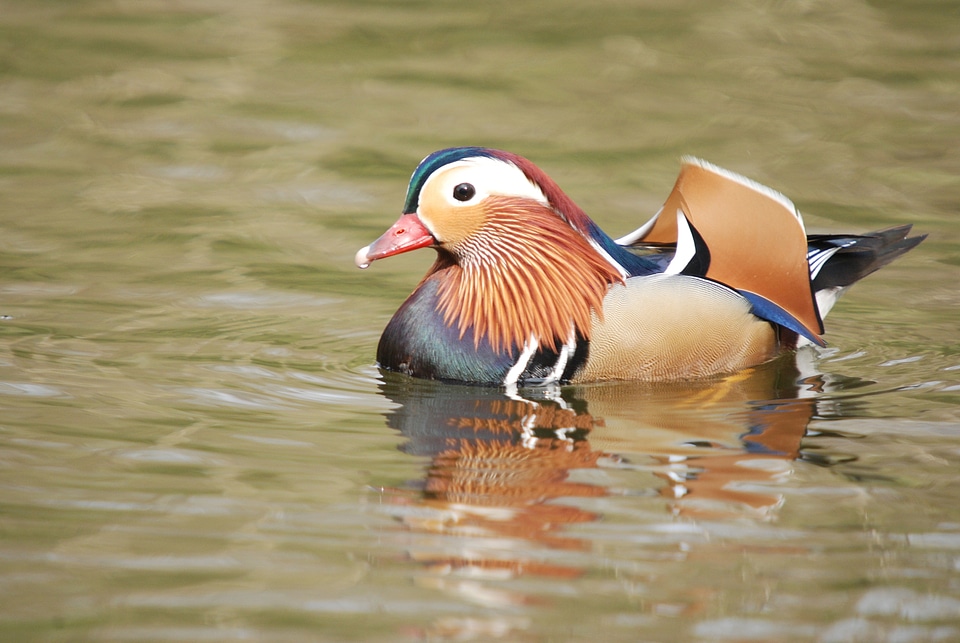 Exotic wildlife colorful
