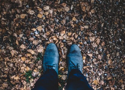 Leaf Fall photo