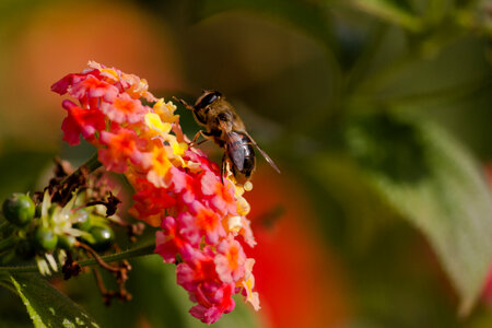 Bee Insect photo