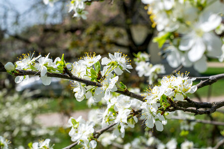 White Flower