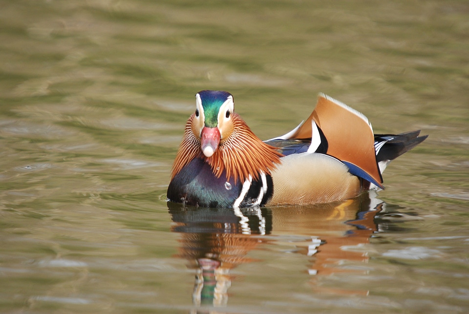Exotic wildlife colorful