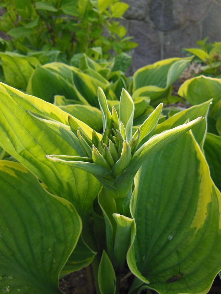 Perennials two-color garden