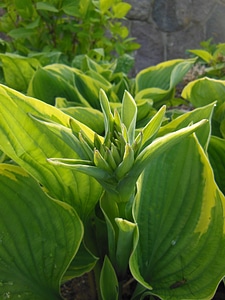 Perennials two-color garden