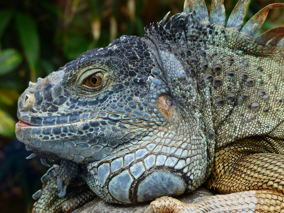 Iguanidae creature lizard