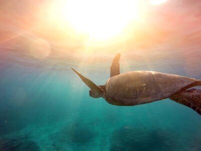 Sea Turtle photo