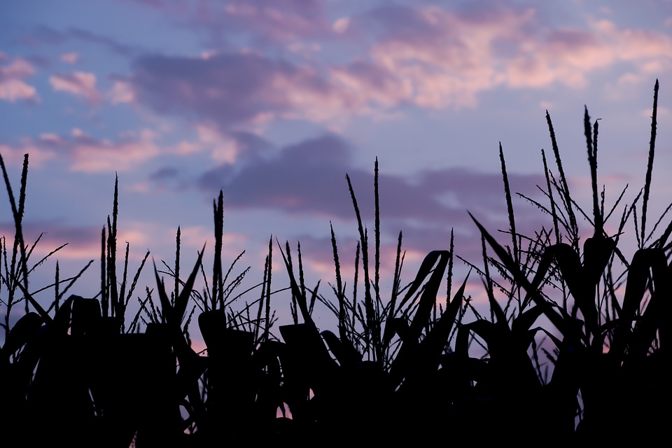Arable evening evening sky