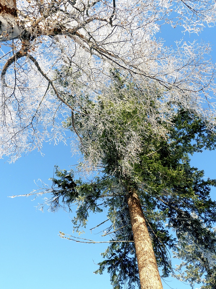 Branches cold ice