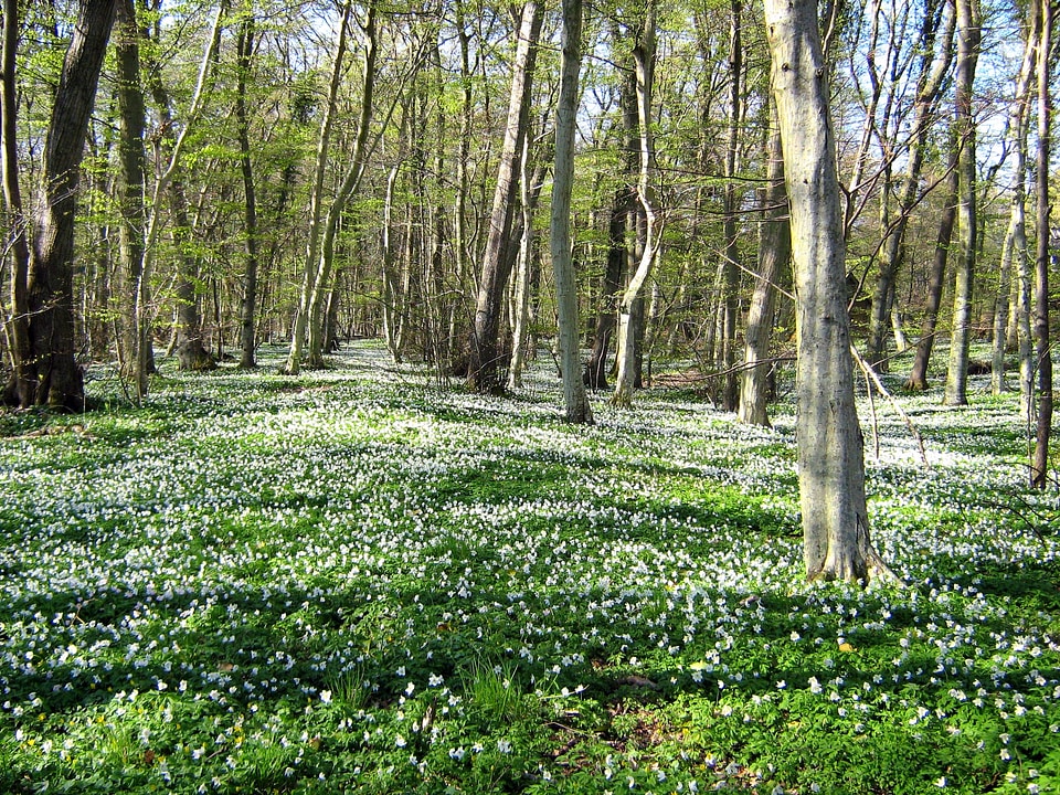 Trees woods wildflowers