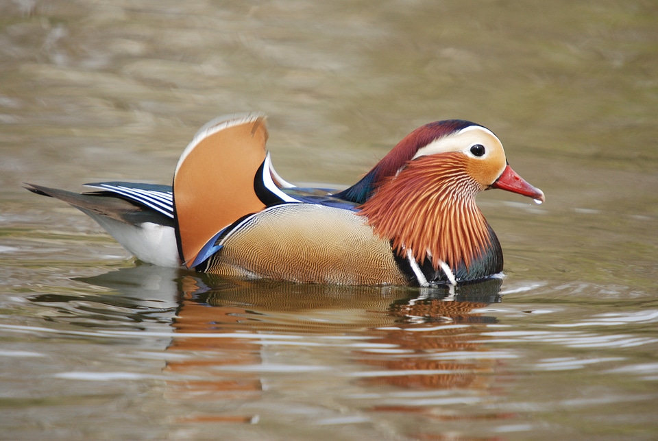 Exotic wildlife colorful