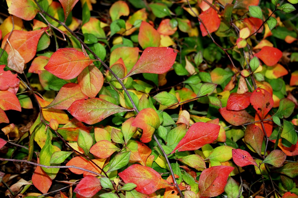 Reds yellows thick carpet