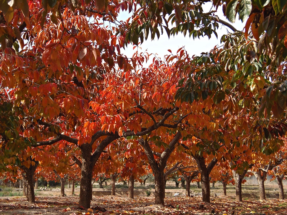 Fall color colors sunset