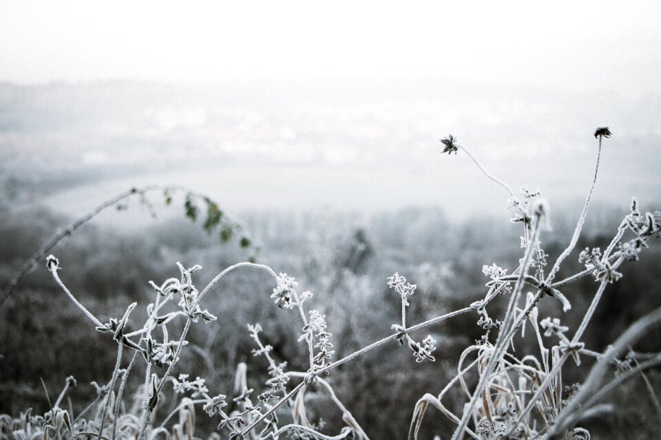 Black And White Vine