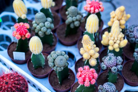 Colorful Cactus photo