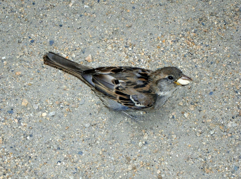 Animal songbird feed