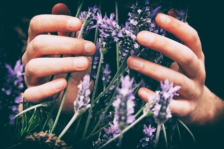 Lavender Flower